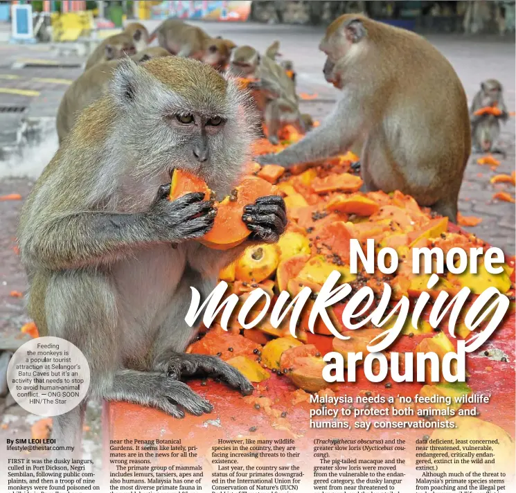  ??  ?? Feeding the monkeys is a popular tourist attraction at Selangor’s Batu Caves but it’s an activity that needs to stop to avoid human-animal conflict. — ONG SOON HIN/THE Star