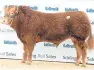  ??  ?? Limousin bull Creran Mourinho sold for 10,000gn.