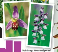  ??  ?? Main image: ‘Common Spotted’ orchids. Above, l-r: ‘Bee’ and ‘Green-Winged’ orchids