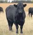  ??  ?? The World Angus Forum celebrates our iconic breed.