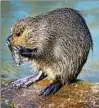  ??  ?? Ein Nutria putzt sich an einem Fluss. Foto: Ch. Schmidt, dpa