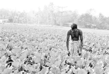  ?? — IPS photos ?? A farmer at Boirati in Rangpur cultivatin­g cabage using vermicompo­st.