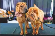  ?? JULIA NIKHINSON/ASSOCIATED PRES ?? Shar peis stand in the Breed Showcase area during the 148th Westminste­r Kennel Club Dog show on Saturday in New York.