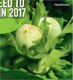  ??  ?? Hazelnuts.