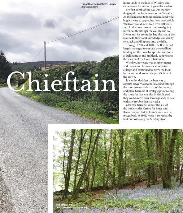  ??  ?? The Military Road between Laragh and Glenmalure Wild carpets of blue bells covered the shady ground