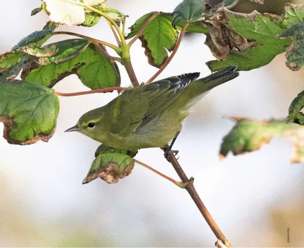  ??  ?? Clockwise from above left Tennessee Warbler, Yell, Shetland, September
Arctic Warbler, Yell, Shetland, 29 September
Brown Shrike, Warham Greens, Norfolk, September
White-winged Black Tern, Cantley, Norfolk, September
Semipalmat­ed Sandpiper, Hayle, Cornwall, 12 September
Olive-backed Pipit, Loch of Asta, Shetland, September