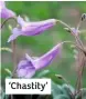  ??  ?? ‘Chastity’