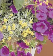  ??  ?? Flambé Yellow strawflowe­r and Supertunia Royal Velvet petunia form an incredible partnershi­p of color.