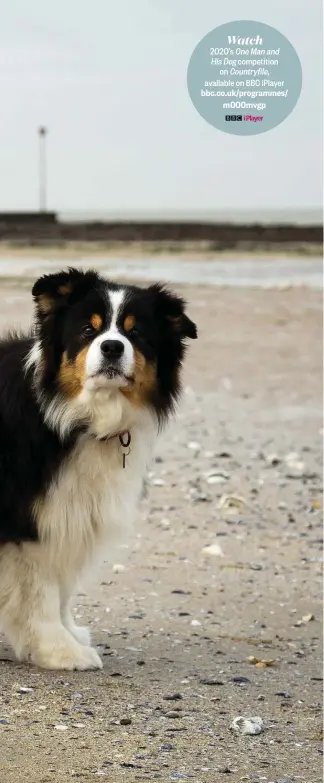  ??  ?? LEFT Carol Price’s collies – (from left) Lara, Rae and Regan – have distinct personalit­ies but she trains them all to chase balls, so they won’t fixate on herding other targets