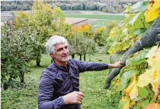  ?? Foto: Manfred Dittenhofe­r ?? Ende September hat Josef Tremml am Weinberg über dem Eulatal die Trauben geern tet. Das Ergebnis kann sich sehen lassen.