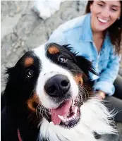  ??  ?? Cheerful canine: Bernese mountain dog