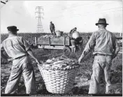  ?? AJC 1940 ?? Inmates bring in the corn in 1940 at the Atlanta Prison Farm, where the bumper crop that fall amounted to about 7,000 bushels.