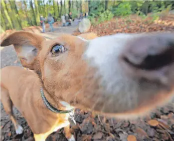  ?? FOTO: DPA ?? Hunde sind neugierig, schnuppern und schnappen gerne, was Hundehasse­r mit Giftködern ausnutzen.