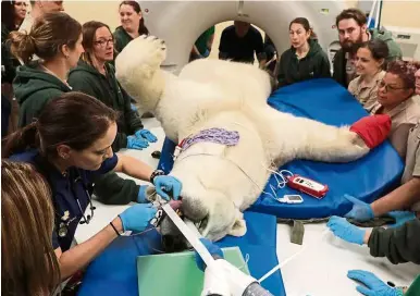  ??  ?? Male polar bear hudson is put into position for his CT scan during his annual physical at Brookfield Zoo, Illinois, recently. (Pic right) The CT scan allows the zoo’s veterinary staff to examine hudson in areas which standard medical exams or even ultrasound­s cannot reach. — Photos: TNs