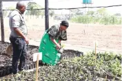  ?? ?? Environmen­t and Tourism patron First Lady Dr Auxillia Mnangagwa looks at a tree nursery at Chitemamus­we in Muzarabani yesterday