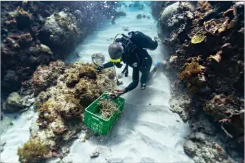  ?? Associated Press ?? ■ Diver Everton Simpson grabs a handful of staghorn, harvested from a coral nursery, to be planted inside the the White River Fish Sanctuary in Ocho Rios, Jamaica. When each stub grows to about the size of a human hand, Simpson collects them in his crate to individual­ly “transplant” onto a reef, a process akin to planting each blade of grass in a lawn separately. Even fast-growing coral species add just a few inches a year. And it’s not possible to simply scatter seeds.