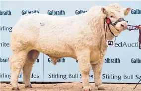  ??  ?? Above left: Charolais bull Goldies Oasis sold for the top price of 23,000gn and, right, Simmental bull Ranfurly Jackall fetched 14,000gn.
