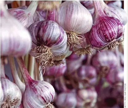  ?? ?? PACKED WITH FLAVOUR: Garlic bulbs hanging out to dry. Below: Christophe­r Lee as garlic-hater Dracula