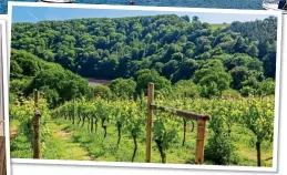  ??  ?? OLD WORLD CHARM: Dining at Orestone Manor. Above: Sharpham vineyard