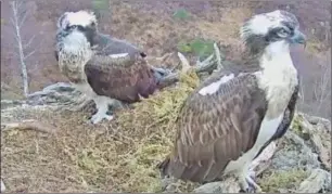  ??  ?? A screenshot of the osprey pair back at the nest in Loch Arkaig.