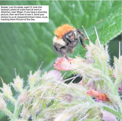  ??  ?? Reader Lois Drysdale, aged 13, took this fantastic photo of a bee hard at work in Atherton, near Wigan. If you have a stunning picture, then we’d love to see it. Send your photos to us at viewpoints@men-news. co.uk, marking them Picture of the Day