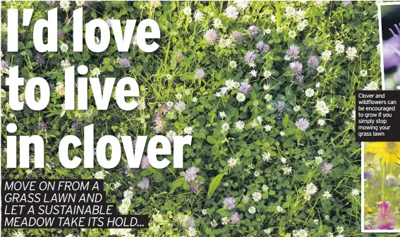  ??  ?? Clover and wildflower­s can be encouraged to grow if you simply stop mowing your grass lawn