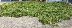  ?? Foto: Kripo Fürstenfel­dbruck ?? Jede Menge Gras bei der Polizei: Das Bild zeigt die abgeerntet­en Cannabispf­lanzen im Hof der Kripo Fürstenfel­dbruck.