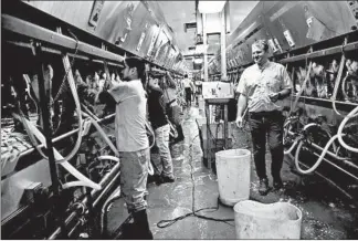  ??  ?? Workers milk cows as owner Chris Weaver walks past. He farms near Montpelier, Ohio, in the Maumee River watershed. The Maumee River flows into Lake Erie.