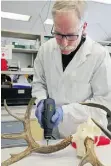  ?? BRUCE EDWARDS/EDMONTON JOURNAL ?? Forensic biologist Tom Packer drills into a deer antler for a DNA sample.