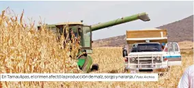  ?? Foto: Archivo ?? En Tamaulipas, el crimen afectó la producción de maíz, sorgo y naranja./