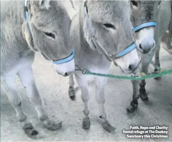  ??  ?? Faith, Hope and Charity found refuge at The Donkey
Sanctuary this Christmas