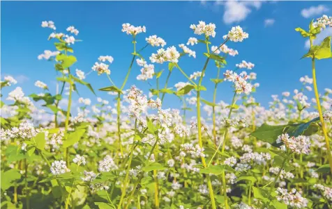  ?? — GETTY IMAGES ?? Buckwheat is fast-growing and soil-replenishi­ng and has the added benefit of smothering weeds.