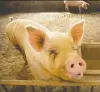  ?? MARK SCHIEFELBE­IN/AP ?? Hog farmers are warning there could be pork shortages and bankruptci­es.