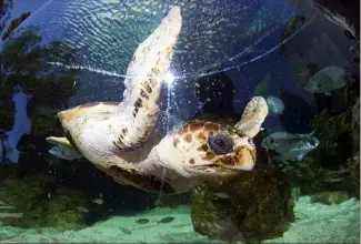  ??  ?? Première pensionnai­re : une tortue marine qui pèse quelque  kg.