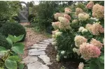  ?? MARKCULLEN.COM PHOTOS ?? Panicle hydrangeas grow in a cluster, like lilacs. The Pinky Winky hybrid grows two-toned.