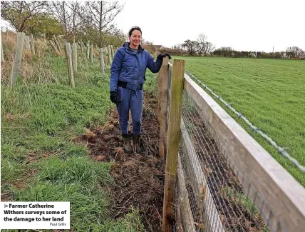  ?? Paul Gillis ?? > Farmer Catherine Withers surveys some of the damage to her land