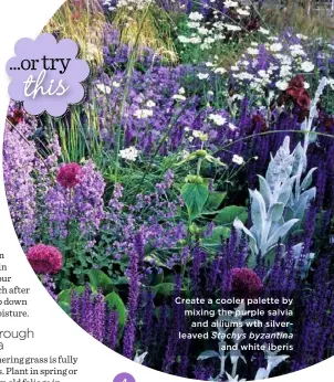  ??  ?? Create a cooler palette by mixing the purple salvia and alliums wth silverleav­ed Stachys byzantina
and white iberis