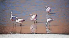  ?? | Reuters ?? FLAMINGOS in the Machuca lagoon, in Machuca, San Pedro de Atacama, Chile.