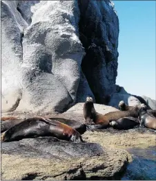  ??  ?? Sea lions rest on Coronado Island in the beautiful Loreto Bay National Marine Park.