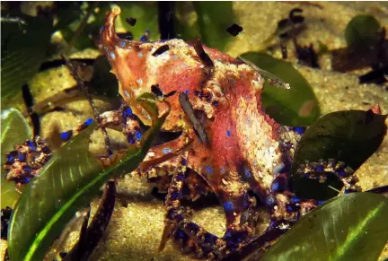  ??  ?? ABOVE: Blue-ringed octopus in Lembeh Strait, IndonesiaI­MAGE: Maarten De Brauwer