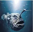  ??  ?? Pity the Lib Dems – they were absorbed by a big, scary female anglerfish
