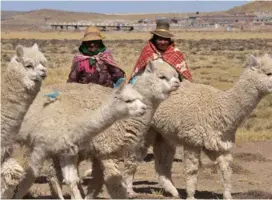  ?? AFP ?? Los anticuerpo­s de la alpacas logran debilitar el coronaviru­s.