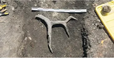  ??  ?? Items found at the Site C constructi­on site by archaeolog­ists on the heritage plan team include fossilized animal remains, such as this chunk of antler, possibly elk.