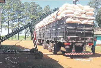  ??  ?? Todavía existen pequeños productore­s que siembran algodón en la Región Oriental, que mantienen activas dos industrias. El plan del MAG es reactivarl­as para generar mano de obra.