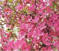  ??  ?? Spring is the best time to plant fruit trees such as this disease-resistant, lavish-blooming crabapple named Profusion at McKay Nursery in Waterloo.