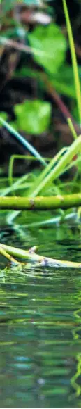  ??  ?? It’s a popular myth that beavers eat fish. In fact, they’re vegetarian, eating leaves, plants, bark and twigs. NO FISH, THANKS