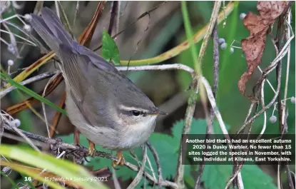  ??  ?? Another bird that’s had an excellent autumn 2020 is Dusky Warbler. No fewer than 15 sites logged the species in November, with this individual at Kilnsea, East Yorkshire.