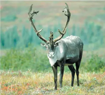  ?? PHOTO D’ARCHIVES ?? L’an dernier, 70 caribous ont été comptabili­sés dans le Parc national de la Gaspésie.