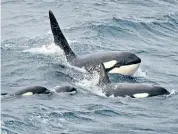  ??  ?? Cor, are those orcas? If so you may well be in Shetland
