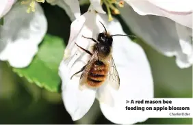  ?? Charlie Elder ?? > A red mason bee feeding on apple blossom